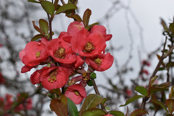 Blooming red in the spring 