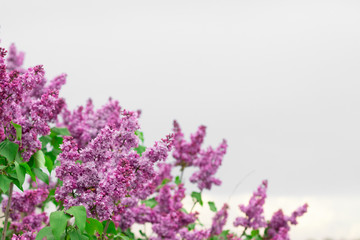 Obraz premium Spring blooming lilac against the white-gray sky