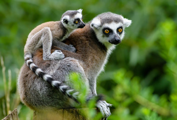 Lemur catta baby on the mother's back/Lemur catta baby and mother/Lemur Catta - obrazy, fototapety, plakaty