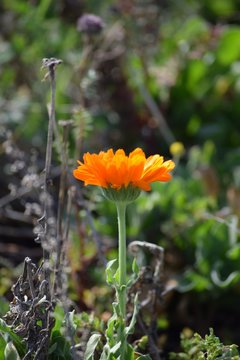 Gerber Daisy