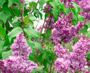 Obraz premium Spring blooming lilac against the white-gray sky