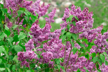 Obraz premium Spring blooming lilac against the white-gray sky