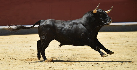 a strong bull on the spanish cattle farm
