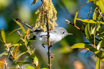 Blue-gray gnatcatcher in the bushes