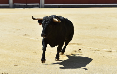 un poderoso toro español con grandes cuernos en un tradicional espectáculo de toreo en una plaza...