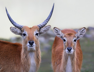 Pair of Lechwe Antelopes (Kobus leche)