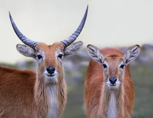 Foto op Aluminium Pair of Lechwe Antelopes (Kobus leche) © Henner Damke