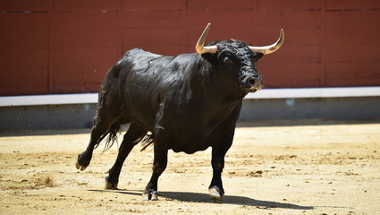 a aggressive bull in the traditional spectacle of bullfight