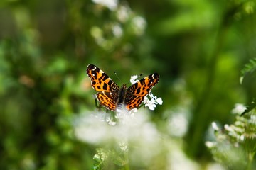 Motyl w trawie © Krzysztof