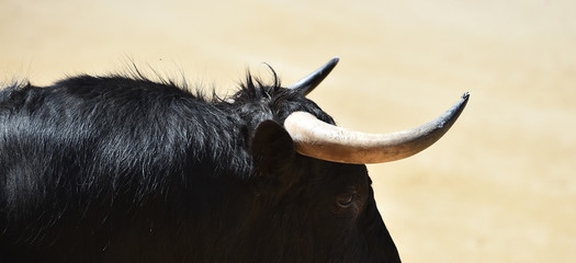 cabeza y cuernos de toro español