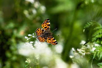Motyl w trawie