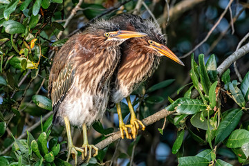 Juvenile green herons sitting together on a branch