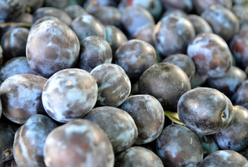 Many Plums fresh from the farm. Background