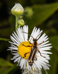A soldier beetle climbs on a daisy in a summertime meadow