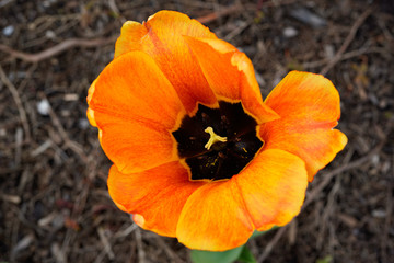 Fully opened orange and yellow tulip.