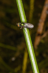 Close up of a leaf miner fly on a slender plant