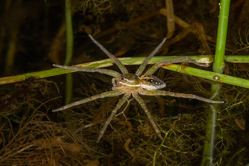A floating Raft Spider on the hunt in an eastern Pennsylvania lake
