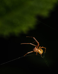 Close up of a marbled orbweaver spider working on its web