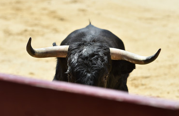 cabeza y cuernos de toro español
