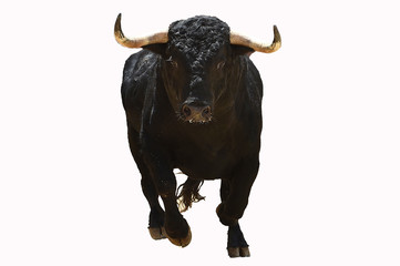cabeza y cuernos de toro español
