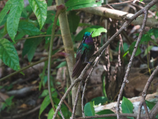 hummingbird perched on a branch