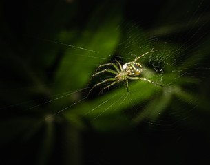 Portrait of an orchard orbweaver spider on its web against a blurred green background
