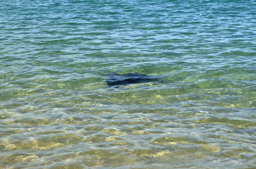 Fototapeta premium Big wild stingray next to the shore