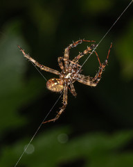 A furrow orbweaver spider climbs a strand of silk in a Pennsylvania meadow