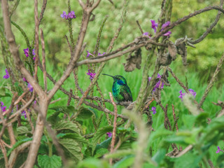 Hummingbird in Costa Rica