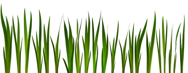 Fototapeta premium Grass isolated background. Close-up with high detail. Concept for design.