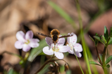 Greater Bee Fly Feeding on Spring Beauty Flower