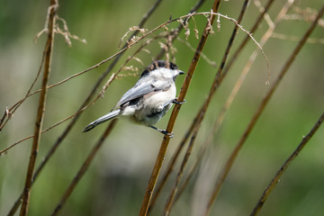Black Capped Chickadee Perched in Springtime
