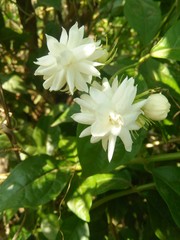 white flowers