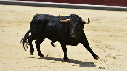 a furious bull with big horns in a traditional spectacle of bullfight