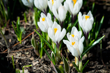 Fototapeta premium Beautiful blooming crocuses in garden. Shallow depth of field. 