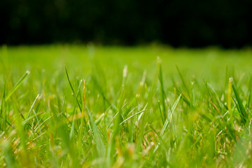 Close-up Grass field, Nature concept, wallpaper