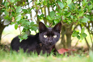 Black Cat Close Up in the Yard. Looking Curious