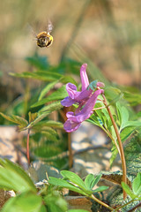 bee near flower in flight near Corydalis