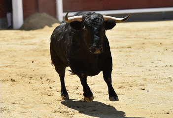 a furious bull with big horns in a traditional spectacle of bullfight
