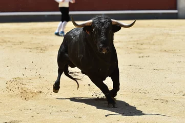 Fotobehang a furious bull with big horns in a traditional spectacle of bullfight © alberto