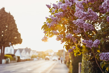 Close up lilac blooming bush at sunset with empty street view. Sunny outdoor background with blur few cars and walking people at sunset. Urban landscape at gold hour. Soft selective focus, copy space