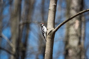 Downy Woodpecker on Tree in Springtime