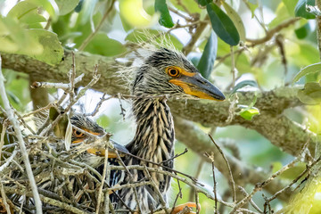 Side view of a baby black-crowned night heron