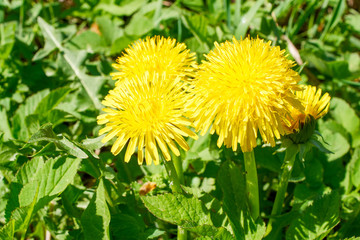 Yellow dandelions on a sunlit field - 345697504
