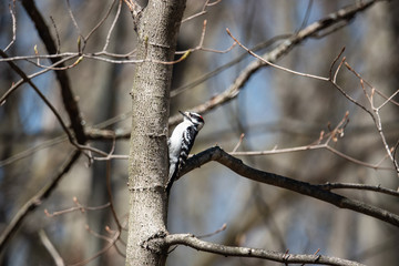 Downy Woodpecker on Tree in Springtime