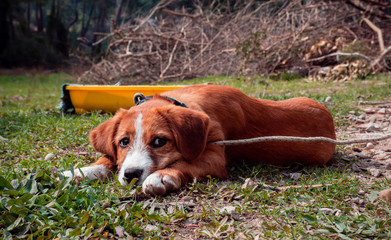 innocent dog
