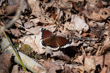 Mourning Cloak Butterfly in Springtime