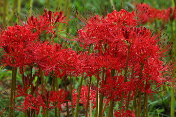 彼岸花
