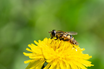 Fototapeta premium Narrow Headed Marsh Fly on Dandelion Flower