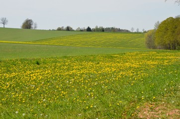 Löwenzahnwiese in Hügellandschaft